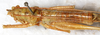 CollectionObject 1531619; 70c805c3-c538-4a40-a5b2-8d868460b167: female, dorsal view (holotype). (CollectionObject).