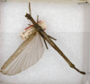 CollectionObject 1559120; 7dd5c026-dbae-43a0-af09-6a96b759d387: copyright ANSP. female (holotype). (CollectionObject).