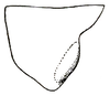 Orchelimum (Orchelimum) vulgare Harris, 1841: Pl. I, Fig. 8 (specimen from Massachusetts). male pronotum, lateral outline. (Otu).