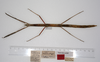 CollectionObject 1557674; 963b4a41-a682-4f8e-9522-b98e0aa65237: copyright ZMUH, Hamburg. female, dorsal view of synonym Carausius globosus (paralectotype) [now paratype of C. primiglobosus - see Seow-Choen, 2021]. (CollectionObject).;CollectionObject 1557675; b2188e5d-7b45-4af3-82d9-8a664d9abbdc: copyright ZMUH, Hamburg. female, dorsal view of synonym Carausius globosus (paralectotype) [now paratype of C. primiglobosus - see Seow-Choen, 2021]. (CollectionObject).