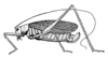 Kuwayamaea sapporensis Matsumura & Shiraki, 1908: Fig.134 (reproduced with permission). female, lateral view (body length 20-27 mm). (Otu).