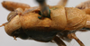 CollectionObject 1517139; 71177708-2973-4c8f-a4cf-9d6b023f8992: male pronotum, dorsal view (holotype). (CollectionObject).