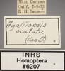Other: !! display not done !! on Agalliopsis (Agallaria) oculata (Van Duzee, 1890): Labels. (Observation).