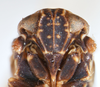 Head on Bakerella maculata Crawford, 1914: (Observation).