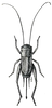 Fig. 237 (after Lugger). short-winged female. Depicts Gryllus (Gryllus) pennsylvanicus Burmeister, 1838, an Otu.