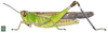 Chirista compta compta (Walker, 1870): Page 201, Figure 1. female habitus. (Otu).