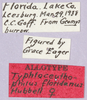 CollectionObject 1499615; d2ea8ed7-5abf-4ced-9c2f-029c2350ff22: labels (allotype). (CollectionObject).