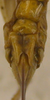 CollectionObject 1544641; dcc190f8-8a41-4e44-abb0-4484d7d10084: female subgenital plate (paratype). (CollectionObject).