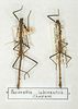 CollectionObject 1560978; 2cd646f7-55bc-4b83-a286-22ef86975367: copyright MNHN, Paris. male (holotype, on left). (CollectionObject).