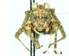 CollectionObject 1584434; 56bf3eb4-23f9-43d9-b7ce-4ed225ea39aa: female, frontal view. (CollectionObject).