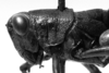 CollectionObject 1530631; e45968b6-0a30-4dc3-a59e-dfd880e94f19: Image Carbonell, C.S. female head and pronotum, lateral view (allotype). (CollectionObject).