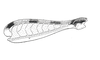 Dichroplus exilis Giglio-Tos, 1894: Fig. 36B. hind femur, internal face. (Otu).