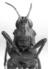CollectionObject 1521479; 3fe11ef1-07d6-46ea-b3ed-170d79dc6c38: Image Carbonell, C.S. male frons (holotype of Tropidonotus schulzi). (CollectionObject).