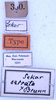 CollectionObject 1534634; 6732e31c-1c3c-4029-bc1c-a16a0876c3cd: labels (holotype). (CollectionObject).