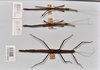 CollectionObject 1561182; ca722f59-5ae0-4d4f-8225-88a048e4085c: copyright NTUC. male (x 2), female, dorsal view (syntypes). (CollectionObject).;CollectionObject 1561183; 82a3663e-d3c8-40f6-994b-015a810d7a76: copyright NTUC. male (x 2), female, dorsal view (syntypes). (CollectionObject).