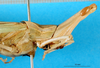 CollectionObject 1501101; c6310109-01f4-41f4-a7af-24317fc276c0, MfN 2152: female head, lateral view (holotype of Truxalis scalaris). (CollectionObject).