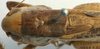 CollectionObject 1475703; 910432a5-8eb0-48a0-bdbc-a0be86a441af: male stridulatory apparatus (cotype of Platycleis iphigeniae). (CollectionObject).