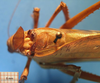 CollectionObject 1538341; 6044b1a1-8d5b-4988-9062-ebcd32365d3e: male, stridulatory area. (CollectionObject).