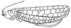 Stizoscepa severini Griffini, 1908: Fig. 89. female (tegmen length 34.5 mm, ovipositor 15.5-17 mm). (Otu).