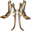 Connective: Adama amalthusia, connective, stylus and pseudostyles (=processes), ventrally (INHS). (Observation).