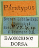 CollectionObject 1576314; 42d331ff-b85e-44c5-b313-e62b92b87b84: labels (holotype). (CollectionObject).