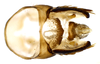 Pygofer, dorsal view on Chilenana chilena DeLong & Freytag, 1967: Male [DZRJ]: pygofer, valve and anal tube, lateral view. (Observation).