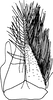 Subgenital plate, ventral view on Delospilopterus ugandensis (Evans, 1947): Subgenital plate. (Observation).