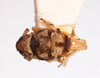 Habitus, dorsal view on Delphacodes darwini Muir, 1929: (Observation).