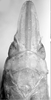 Male: head, pronotum and mesonotum, dorsal view. Depicts Head, an Observation.