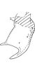 Anal tube processes on Distantasca rokasa (Dworakowska, 1981): Anal tube process. (Observation).
