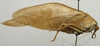 CollectionObject 1535909; a1afe190-6b0b-40b0-83dc-e5bb08544a97: female, lateral view (syntype of S. olivaceoviridis). (CollectionObject).