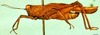 CollectionObject 1505135; b492c40b-5b1d-4c75-8b57-b4ec135a1eb1: male, lateral view. (CollectionObject).