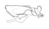 Dichroplus democraticus (Blanchard, 1851): Fig. 11. endophallus, lateral view. (Otu).
