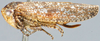 Habitus, lateral view: !! display not done !! on Baroma reticulata Oman, 1938: Baroma reticulata, laterally (INHS). (Observation).