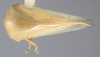 Habitus, dorsal view on Anisostylus elongatulus Caldwell, 1949 now Anisostylus fulgidus (Ball, 1937): (Observation).