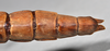 CollectionObject 1559758; 7601fd61-524c-437e-8a31-823fc6fbd25c: copyright NTUC. female: end of abdomen, dorsal view (paralectotype). (CollectionObject).;CollectionObject 1559759; e467e78d-6ce4-4632-b449-eec0a1e2ea1a: copyright NTUC. female: end of abdomen, dorsal view (paralectotype). (CollectionObject).