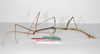 CollectionObject 1559022; 761e6919-abda-46c0-8f1d-eba1bc00cdd5: copyright ZMB, Berlin. male, lateral view of synonym Bacteria (Bacunculus) spatulata (lectotype). (CollectionObject).