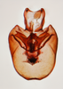 Pygofer, ventral view on Eurysa (Eurysa) kormusi (Crawford, 1914): (Observation).