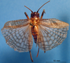 CollectionObject 1537651; 6c144664-83ca-4320-a4de-8c962255fe22: female, dorsal view. (CollectionObject).
