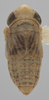 Habitus, dorsal view on Athysanella (Gladionura) sinuata (Osborn, 1930): Dorsal - Male. (Observation).