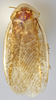 CollectionObject 1569221; 17d0d754-d7af-4992-a964-19c15fa15288: Photo by Heidi Hopkins. Holotype, adult male, dorsal habitus. (CollectionObject).