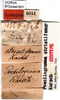 CollectionObject 1501733; 2f6a6490-8b00-4da3-afd2-f4c087779036, DORSA BTpoestrS01: labels (syntype). (CollectionObject).