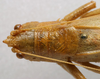 CollectionObject 1535039; ccdfea7a-6a88-4181-9c2e-433e20e4afce: female head and pronotum, dorsal view (lectotype). (CollectionObject).