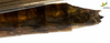 CollectionObject 1849147; 71fd5eda-83be-4fdb-b82f-539e1985c19b, Unioeste Cascavel K-0416: Female. End of abdomen, lateral view. (CollectionObject).