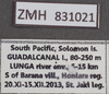 CollectionObject 1597768; ZMUH ZMH 831021, e7812e45-1f87-4cac-9b99-0a26b54dd061: labels. (CollectionObject).