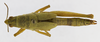 CollectionObject 1568956; fd71c681-b202-424c-863a-b77bcbb0d99f: female, dorsal view (allotype). (CollectionObject).