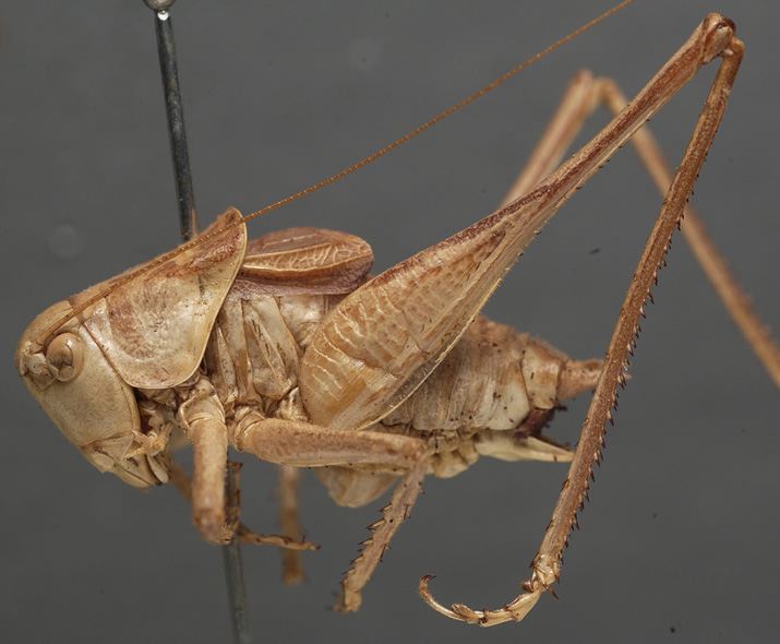 male, lateral view (lectotype). Depicts CollectionObject 1505814; 5da603b3-58dc-46a2-b4d2-06c22a516933, a CollectionObject.