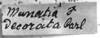 CollectionObject 1506209; 73dd5351-8896-47bd-b10b-a5fedbb06521: Image Carbonell, C.S. label (lectotype of Munatia decorata). (CollectionObject).