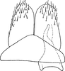 Subgenital plate: !! display not done !! on Pithyotettix (Perotettix) pictus (Lethierry, 1880): Subgenital plate. (Observation).