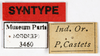 CollectionObject 1587377; MNHN(SF IMPORT DUPLICATE) MNHN-EP-EP3460, a2c78430-c37d-4bc1-8dc8-3de68f45dc44: CC BY-NC-ND 4.0/MNHN - Depraetere Marion - 2014. Syntype, male, of parallela Bolívar, 1897. Specimen number: MNHN-EP-EP3460. http://coldb.mnhn.fr/catalognumber/mnhn/ep/ep3460. (CollectionObject).